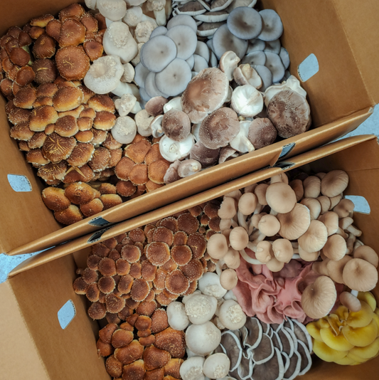 Premium Family Box 2kg