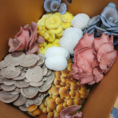 Premium Family Box 2kg