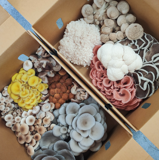 Premium Family Box 2kg