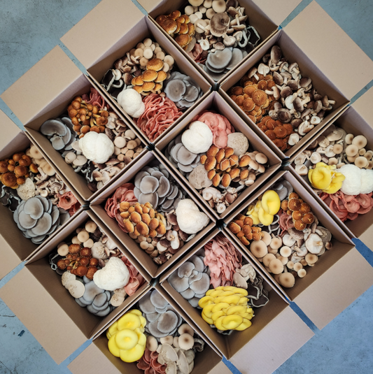 Premium Mixed Mushroom Box 1Kg