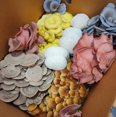 Premium Mixed Mushroom Box 1Kg