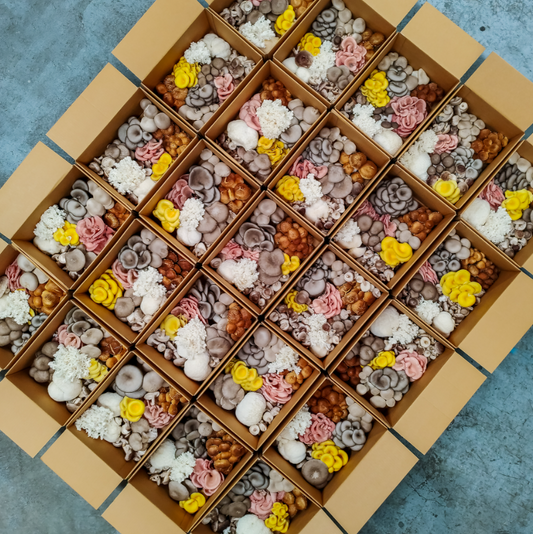 Premium Mixed Mushroom Box 1Kg