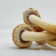 Scaly Flame Cap Mushrooms – 1kg