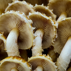 Scaly Flame Cap Mushrooms – 1kg