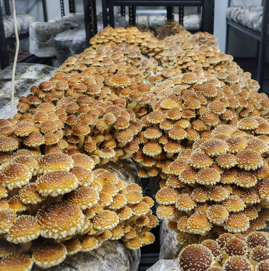 Chestnut Mushroom Grow Kit