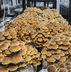 Scaly Flame Cap Mushrooms – 1kg