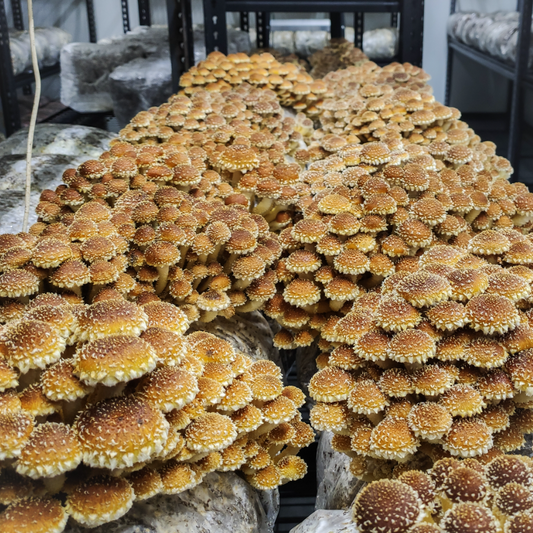 Chestnut Mushrooms – 150g Punnet