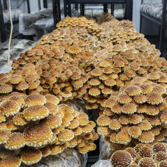 Chestnut Mushrooms – 150g Punnet