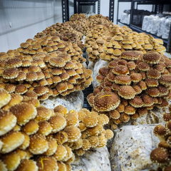 Chestnut Mushrooms – 150g Punnet