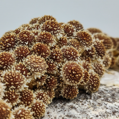 Chestnut Mushrooms – 150g Punnet