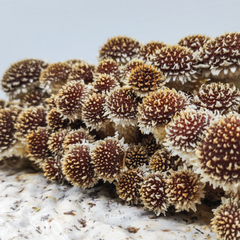 Chestnut Mushrooms – 150g Punnet