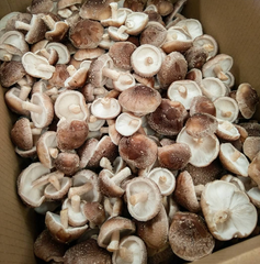 Shiitake Mushrooms – 1kg