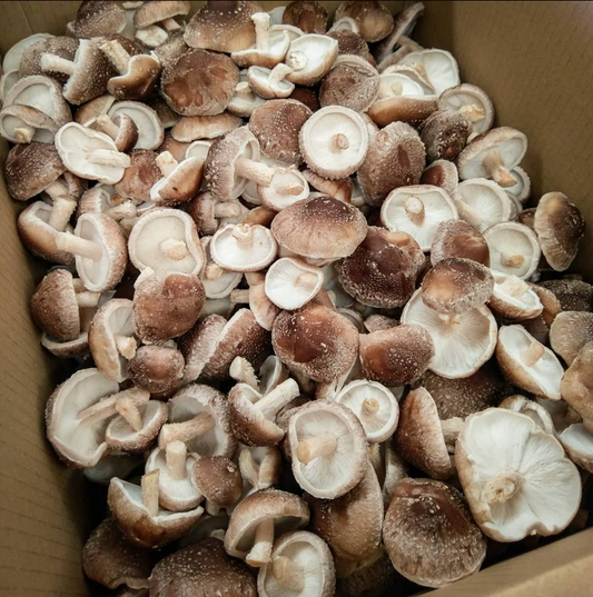 Shiitake Mushrooms – 150g Punnet