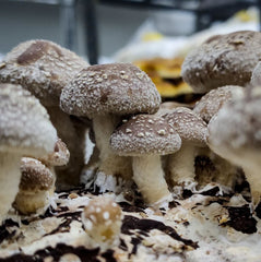 Shiitake.JPG