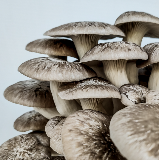 Shimofuri Hiratake – 1kg