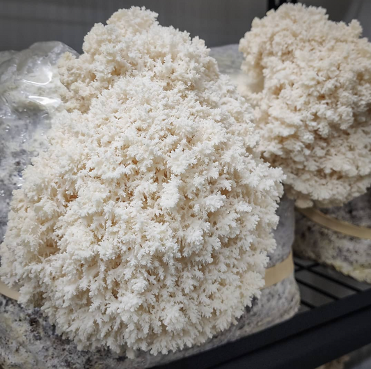 Coral Tooth (Snowflake) Mushroom Grow Kit