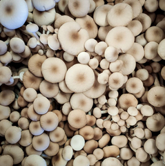 Pioppino Mushrooms – 1kg