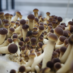 Pioppino Mushrooms – 1kg