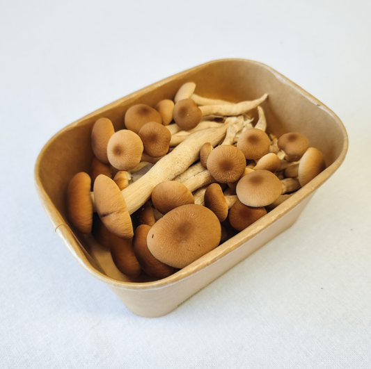 Pioppino Mushrooms – 150g Punnet