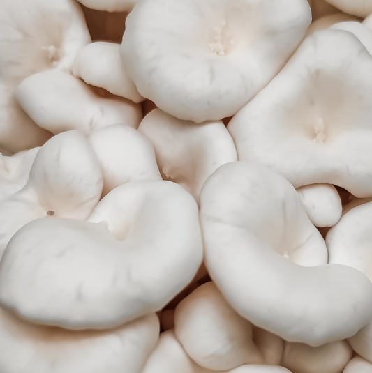 White Oyster Mushrooms – 150g Punnet