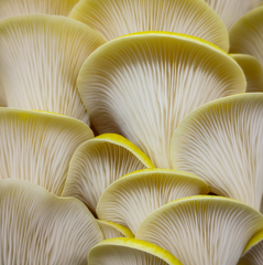 Yellow Oyster Mushrooms – 1kg