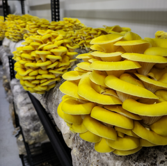 Yellow Oyster Mushrooms – 1kg