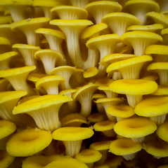 Yellow Oyster Mushrooms – 1kg
