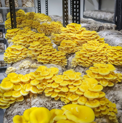 Yellow Oyster Mushrooms – 1kg