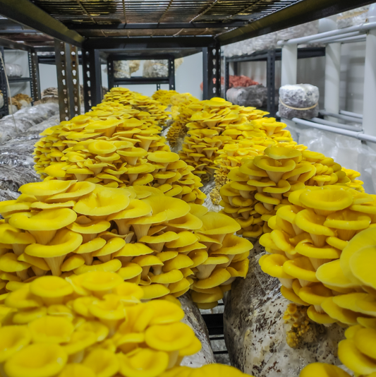 Yellow Oyster Mushroom Grow Blocks