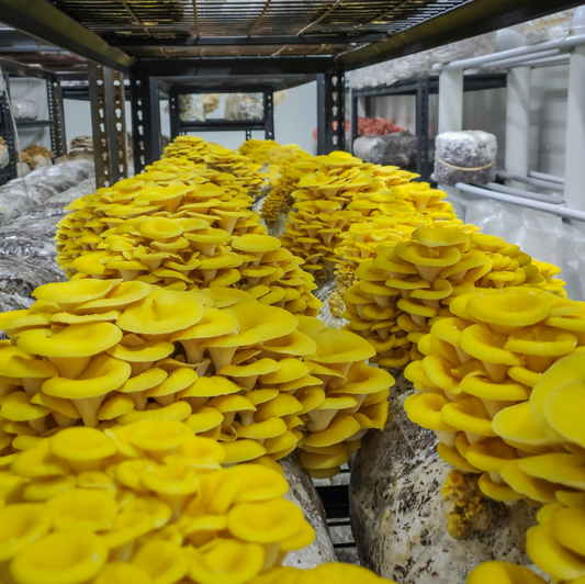 Yellow Oyster Mushrooms – 150g Punnet