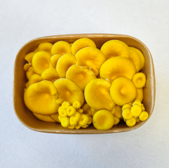 Yellow Oyster Mushrooms – 150g Punnet