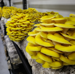 Yellow Oyster Mushrooms – 150g Punnet