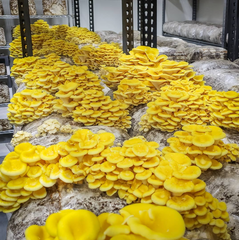 Yellow Oyster Mushrooms – 150g Punnet