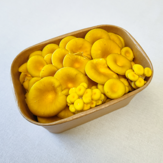 Yellow Oyster Mushrooms – 150g Punnet