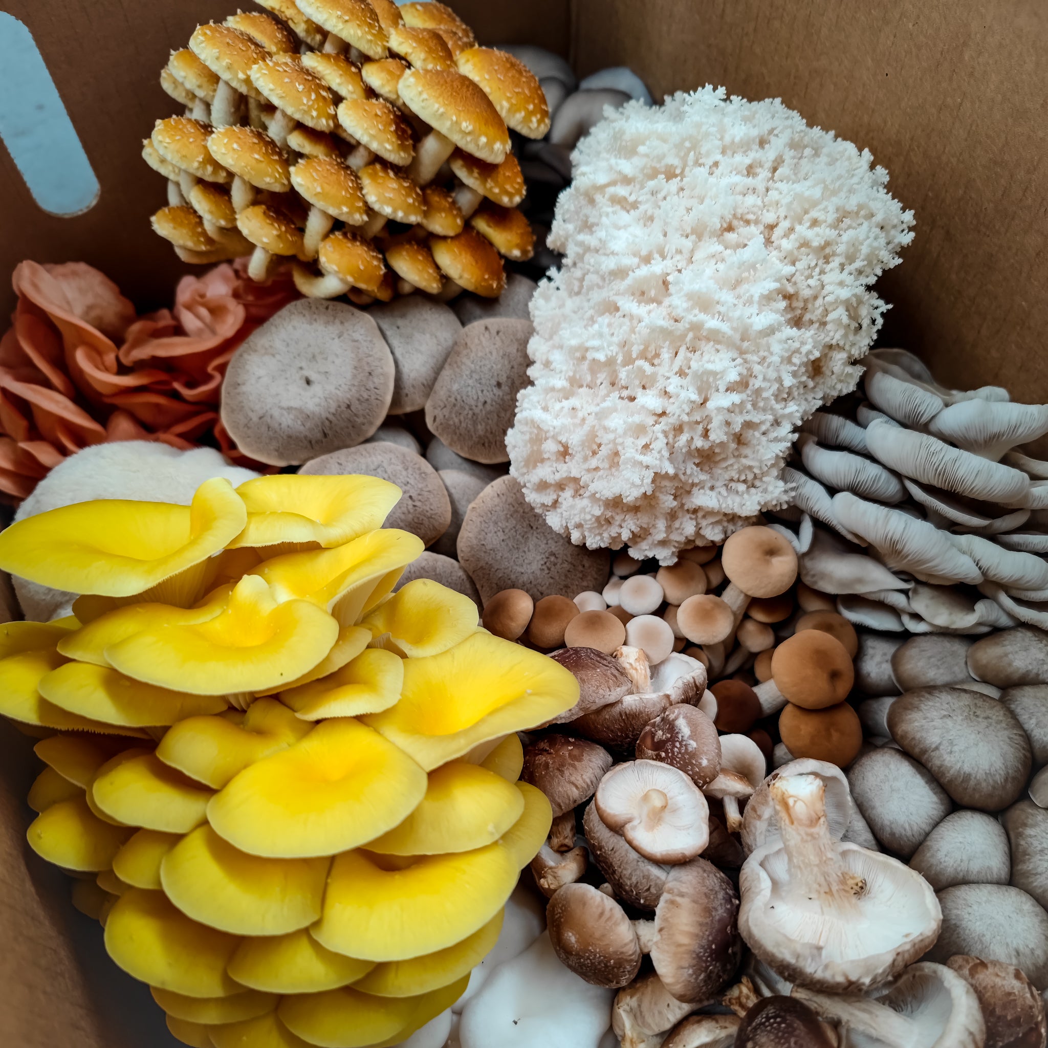 Mixed Mushroom Boxes