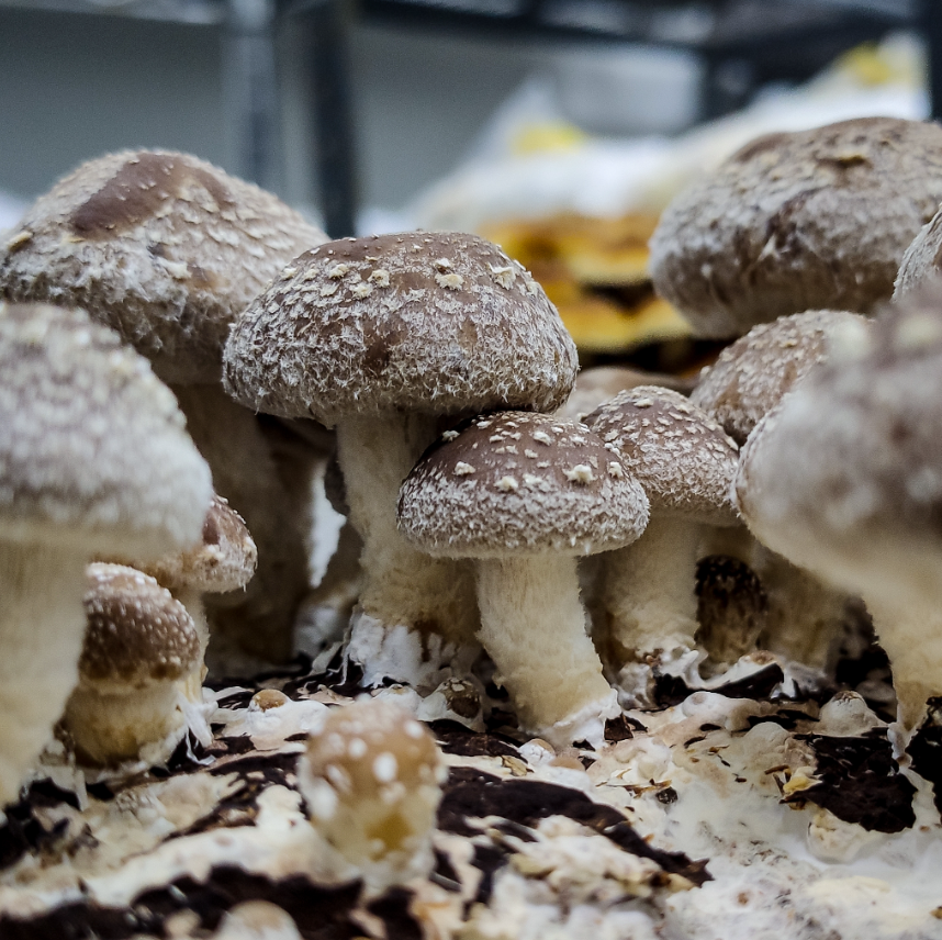 Mushrooms Per Kg