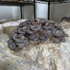 Blue Shimeji Mushroom Grow Kit