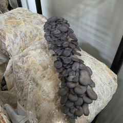 Blue Shimeji Mushroom Grow Kit