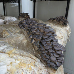 Blue Shimeji Mushroom Grow Kit