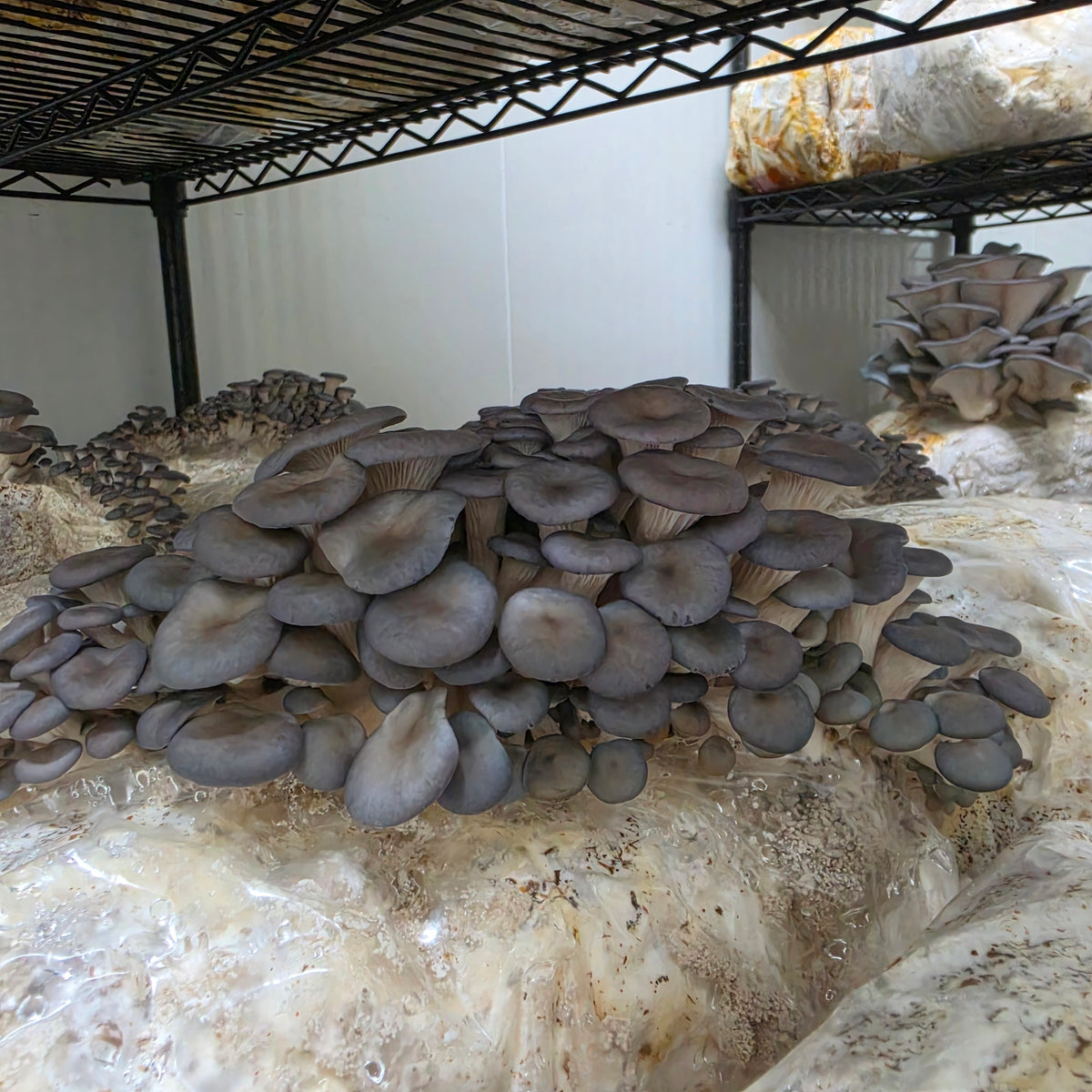 Blue Shimeji Mushroom Grow Kit