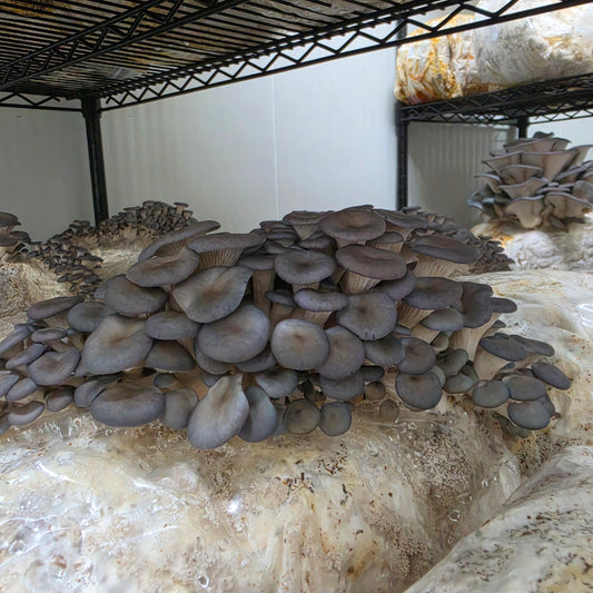 Blue Shimeji Mushroom Grow Kit