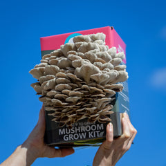 Phoenix Oyster Mushroom Grow Kit