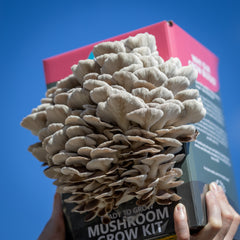 Phoenix Oyster Mushroom Grow Kit