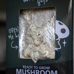 White Oyster Mushroom Grow Kit
