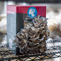Blue Oyster Mushroom Grow Kit