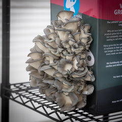 Blue Oyster Mushroom Grow Kit