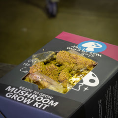 Golden Enoki Mushroom Grow Kit