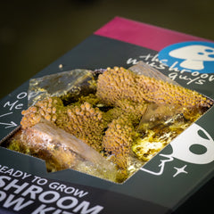 Golden Enoki Mushroom Grow Kit