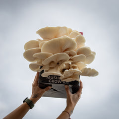 White Oyster Mushroom Grow Kit