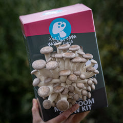 Shimofuri (Black Pearl) Mushroom Grow Kit